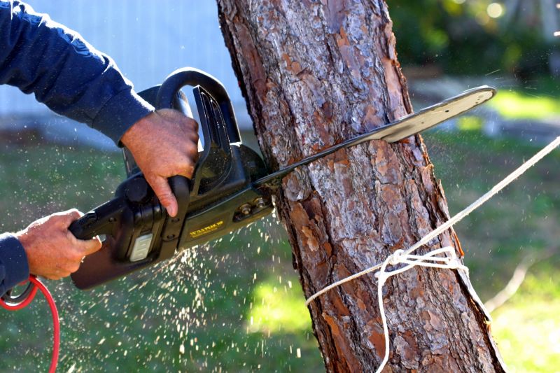 Specialized Tree Removal Services